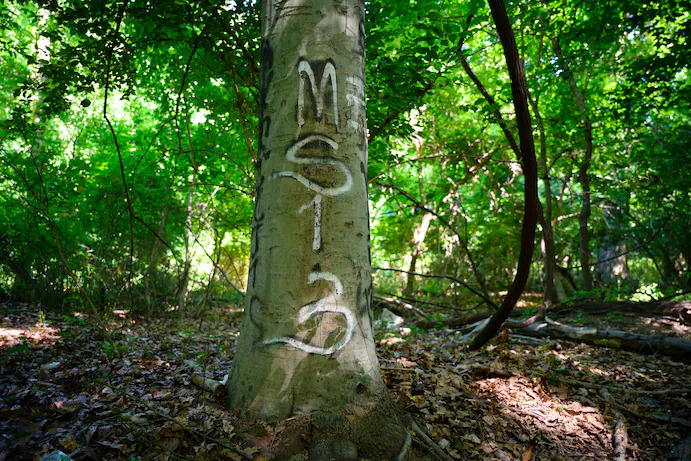 MS-13 members