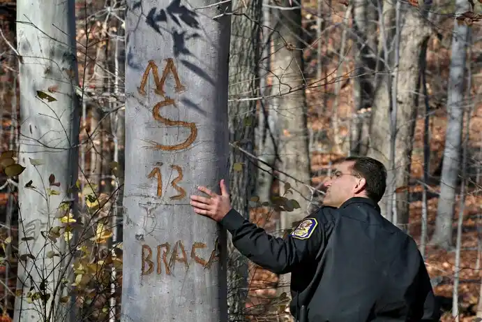 MS-13 glorifies violence